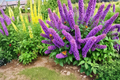 Buzz Purple Butterfly Bush Plug Plant (Buddleja davidii 'Buzz Purple') — 1–3" Tall