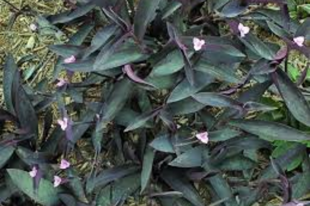 Baby Fuzzy Bunny Bellies Tradescantia pallida - Live 6-in Hanging Pot