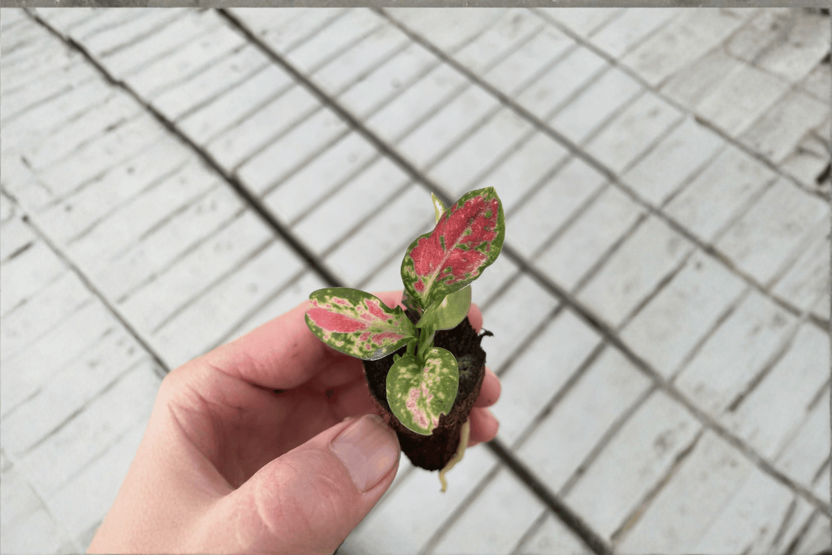 Aglaonema 'Black Maroon' Starter Plants (2) Bare Root in Soil Pod – Live