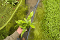 Crocodile Fern Microsorum musifolium ‘Crocodyllus’ – 2 Live Plants in 4-Inch Pots