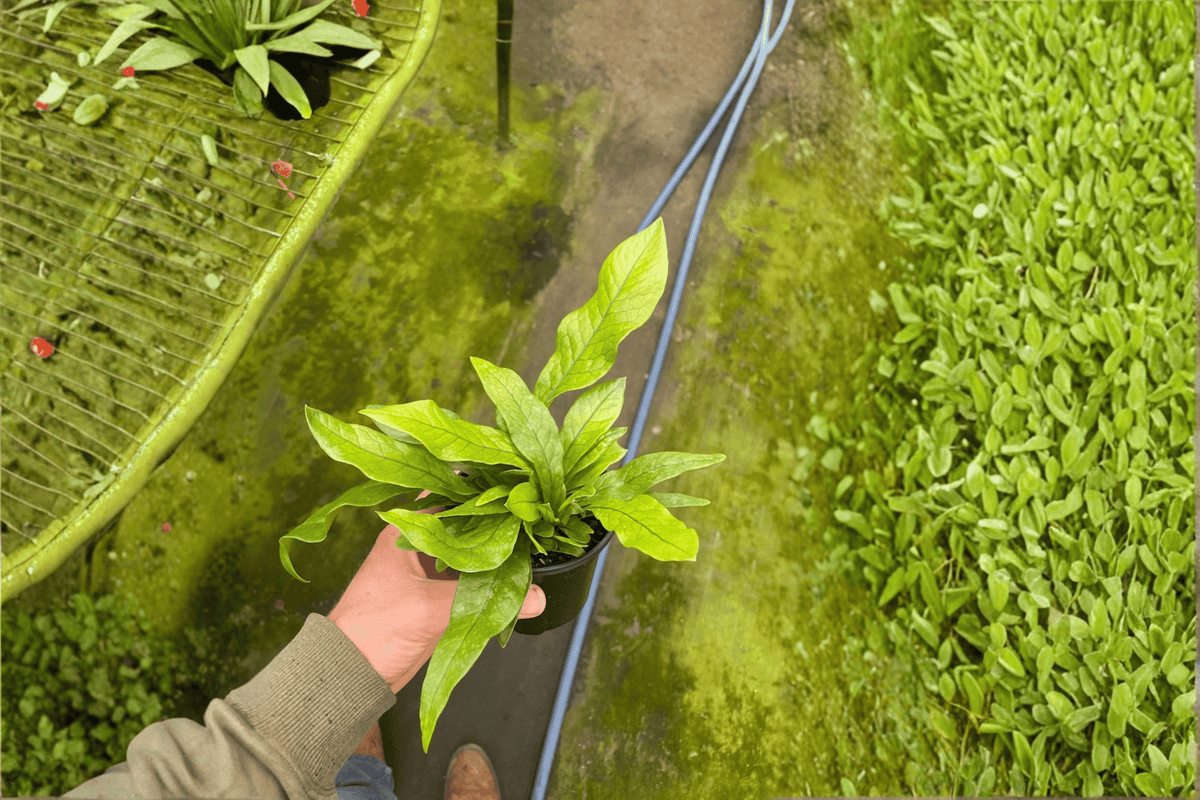 Crocodile Fern Microsorum musifolium ‘Crocodyllus’ – 2 Live Plants in 4-Inch Pots