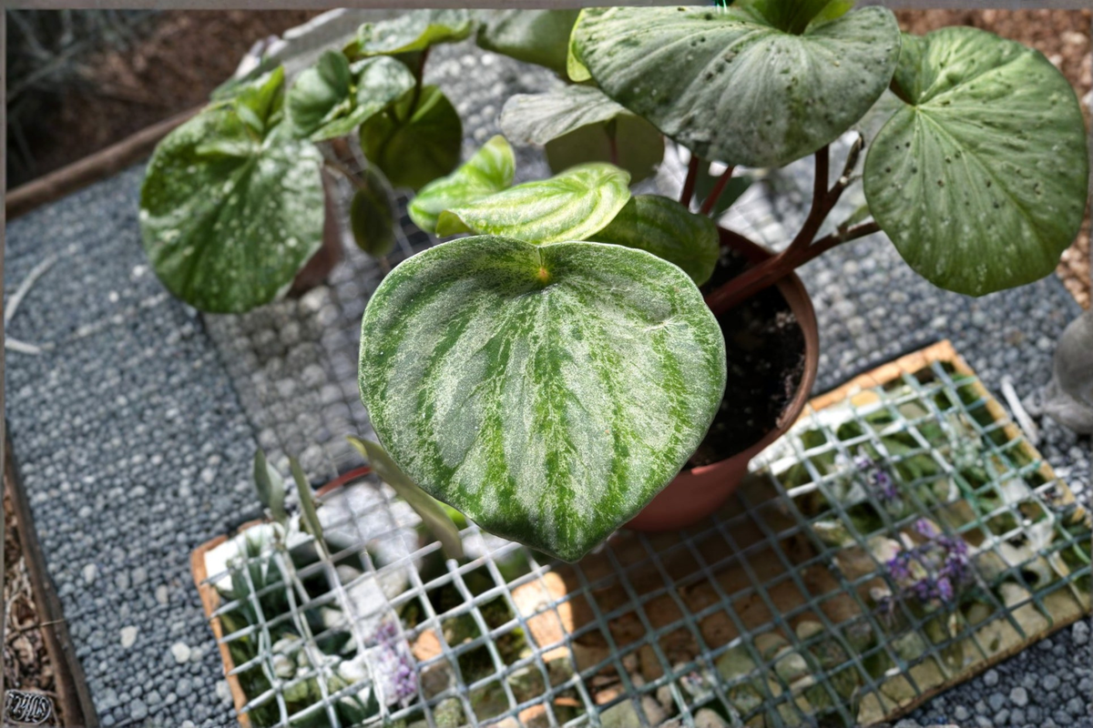 Peperomia Gold Dust - Live Starter or 4-Inch Rooted Plant