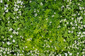 Sweet Woodruff Live Plant Galium odoratum - Rooted Starter Plant for Shade Gardens