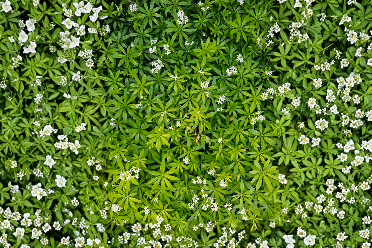 Sweet Woodruff Live Plant Galium odoratum - Rooted Starter Plant for Shade Gardens