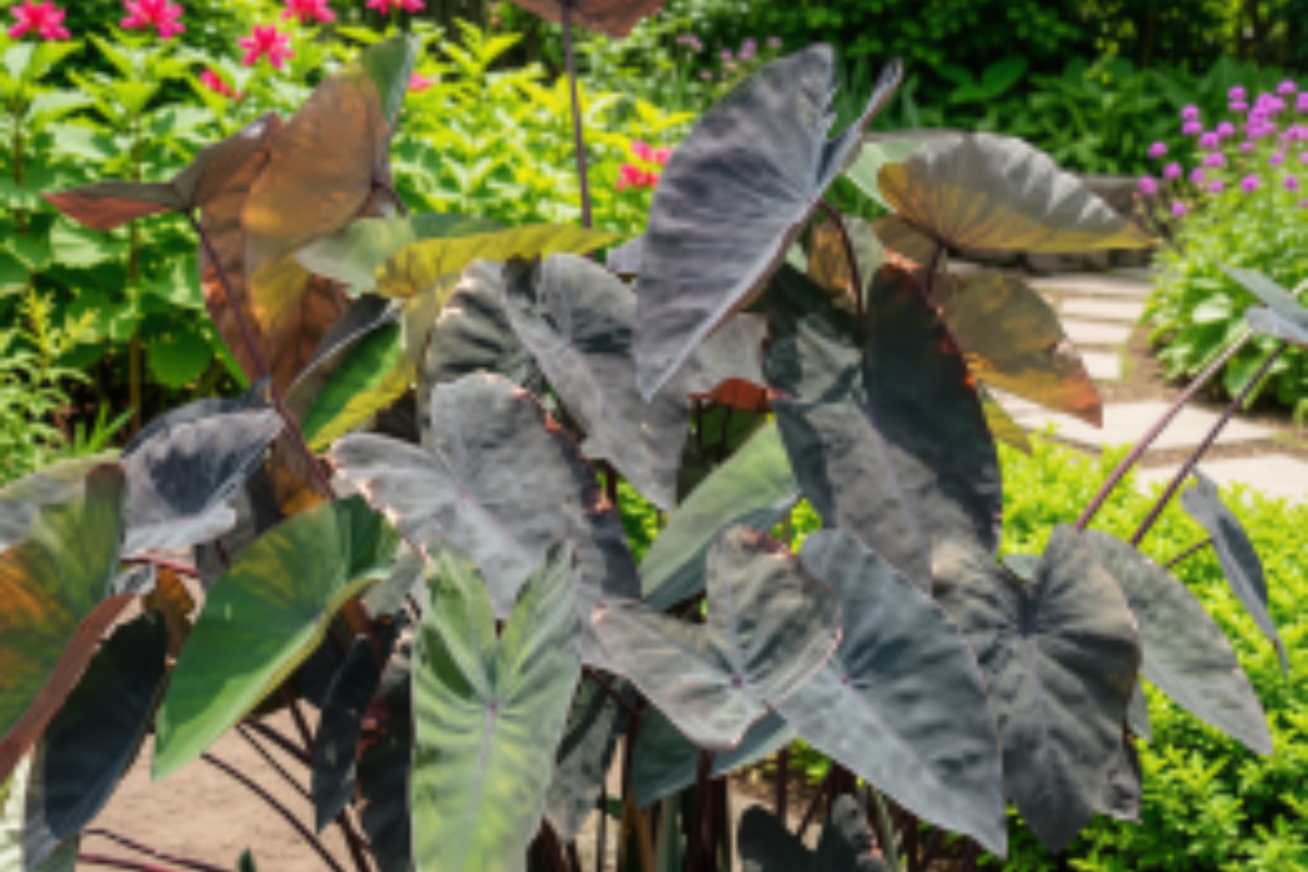 Aloha Colocasia Live Plant | Elephant Ear 6–15" Tall – Ships Without Pot