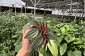 Peperomia Rosso (Peperomia caperata) 2 Live Plants - 4-Inch Pots