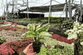 Aglaonema Wintery Winehouse Live Plants - Set of 2 in 4-Inch Pots