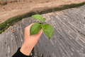 Hoya quinquenervia Starter Plants (2) Bare Root - Tropical Vining Houseplant