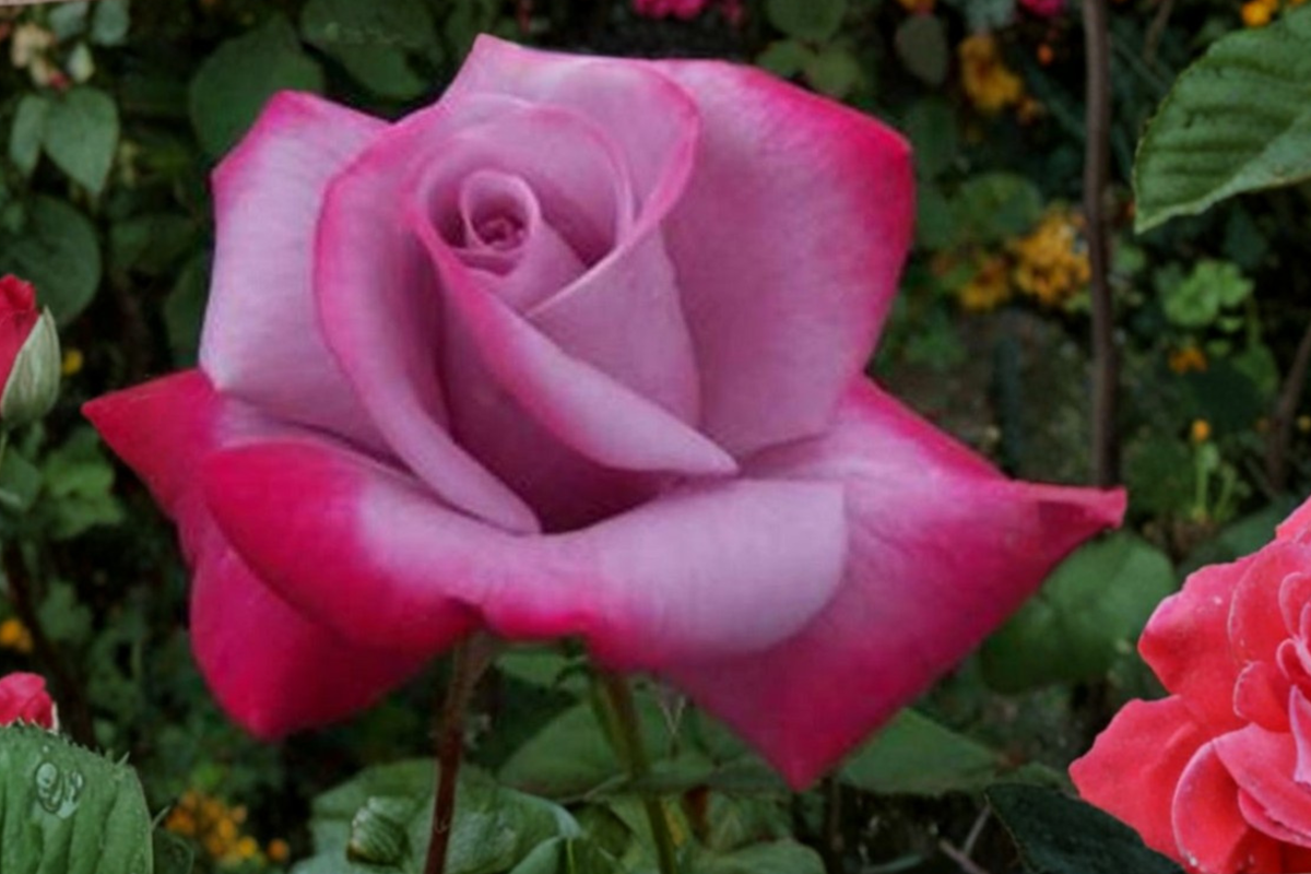 Purple Red Rose Seeds - Bi-Color Flower Seeds, 20 Seeds for Ornamental Garden
