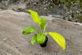 Philodendron Golden Goddess Variegated - 3-Inch Starter Plant or Rooted Cutting