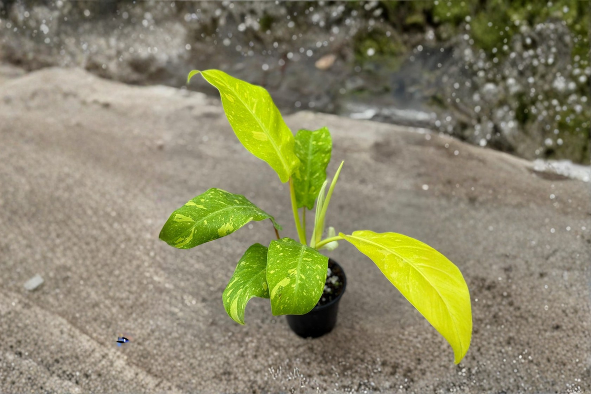 Philodendron Golden Goddess Variegated - 3-Inch Starter Plant or Rooted Cutting