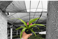 Bird’s Nest Crissie Fern (Asplenium ‘Crissie’) - 2 Live Plants in 4-Inch Pots