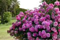 Pink Climbing Rose Seeds - 10 Pack for Trellis and Garden