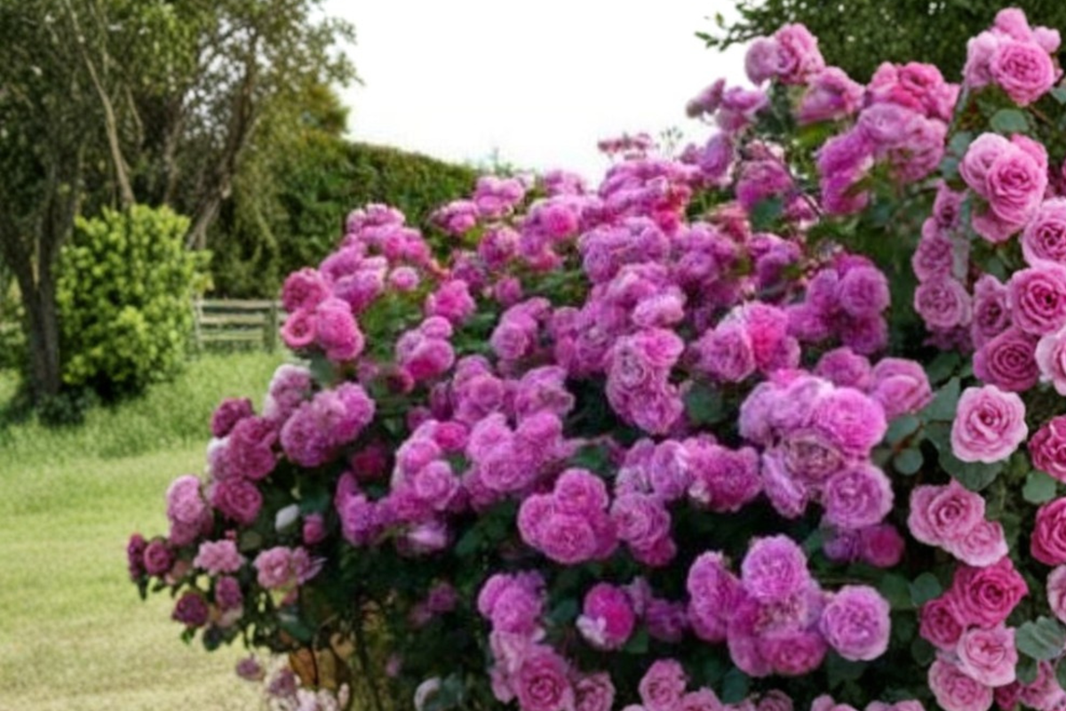 Pink Climbing Rose Seeds - 10 Pack for Trellis and Garden