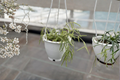 Hoya Linearis Live Plant Starter - 4.5 inch Pot (Unrooted Cutting or Starter Plant)