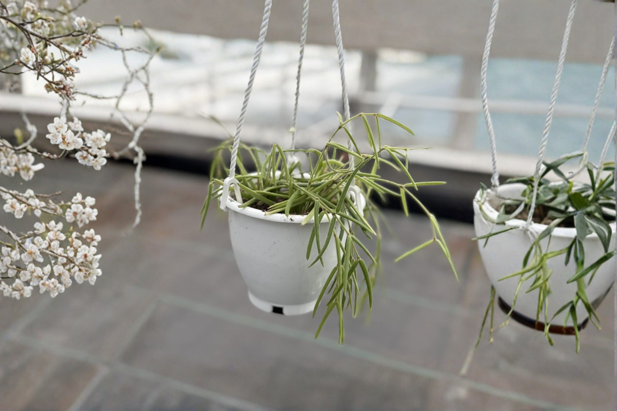 Hoya Linearis Live Plant Starter - 4.5 inch Pot (Unrooted Cutting or Starter Plant)