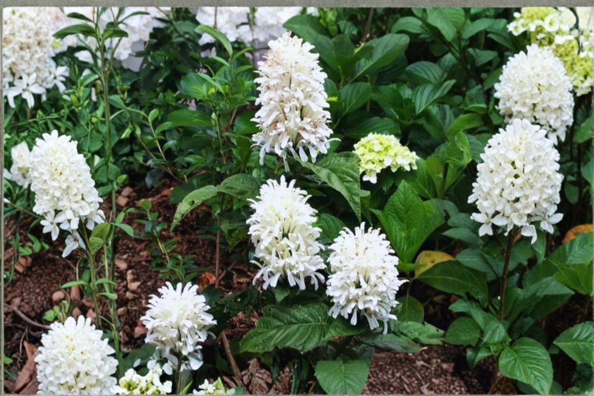 White Shrimp Plant Justicia betonica Starter Plant — 4–6 Inches, Well-Rooted