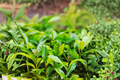 Yerba Mate (Ilex paraguariensis) - 2 Live Plants, 4–6 in Tall, No Pot