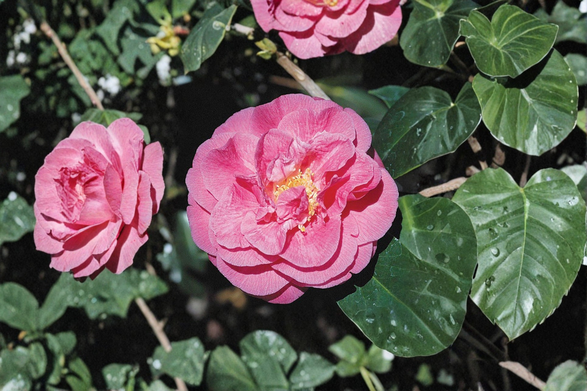 Fragrant Japanese Camellia Scentsation - 3 Gallon Pink Flowering Evergreen Shrub