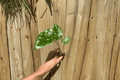 Alocasia Calidora Starter Plants (2) – Bare Root, Live Starter Plants
