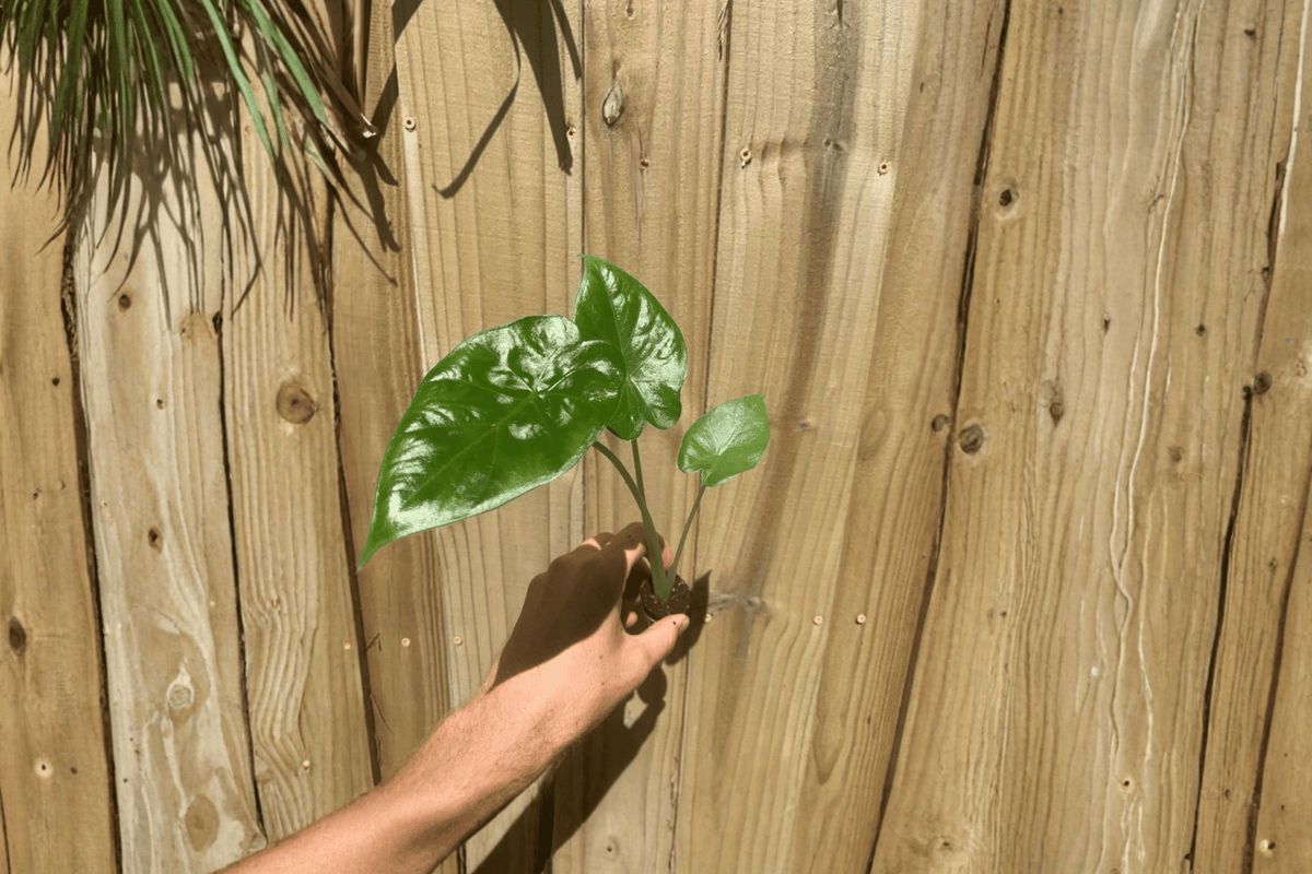 Alocasia Calidora Starter Plants (2) – Bare Root, Live Starter Plants