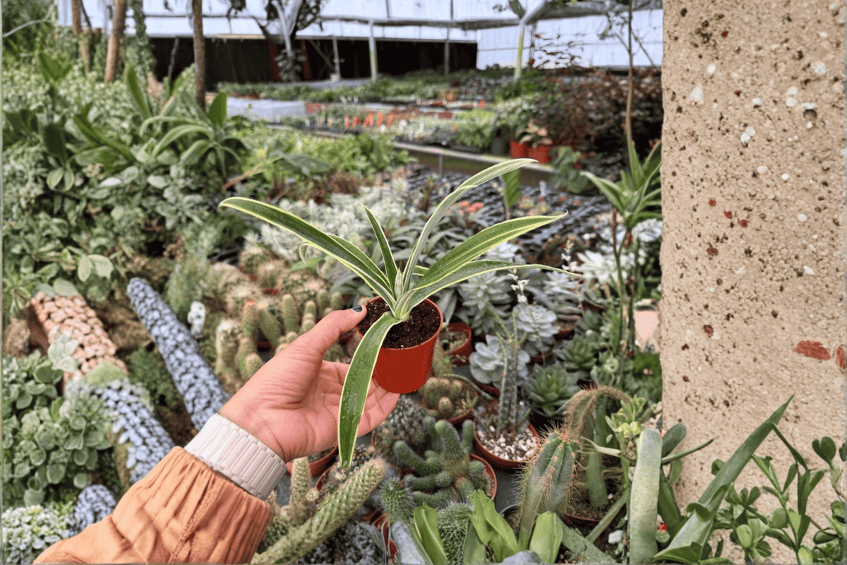 Variegated Pineapple Juicy Starter Plants (2) Ananas comosus | 2-Inch Starter Pots