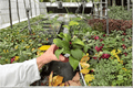 Hoya pottsii Live Plants - 2 in 4-Inch Pots | Tropical Vining Houseplant