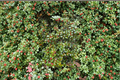 Merry Christmas American Holly (Ilex opaca) - 12 inch Live Plant in 1 Gallon Pot