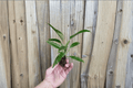 Philodendron Jungle Boogie Tiger Tooth Nursery Starter Plants – 2 Pack, 2-Inch Pots