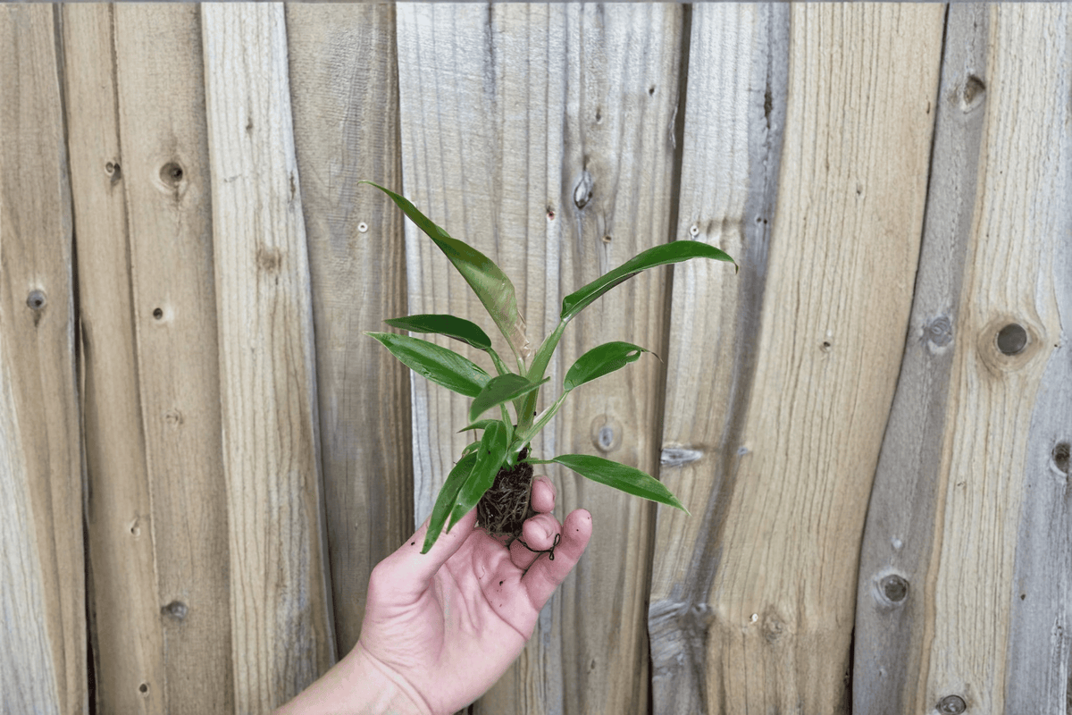 Philodendron Jungle Boogie Tiger Tooth Nursery Starter Plants – 2 Pack, 2-Inch Pots