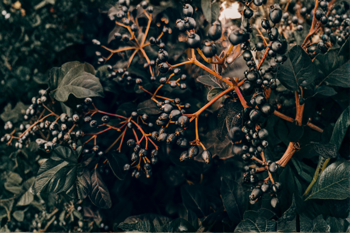Black Chokeberry Live Rooted Plant (Aronia melanocarpa) – 1 Starter Shrub