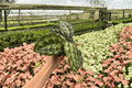 Calathea 'Helen Kennedy' Live Starter Plants (2) Bare Root