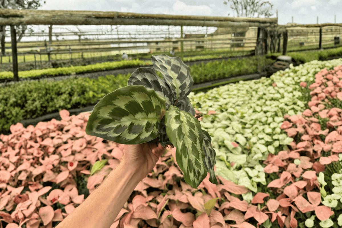Calathea 'Helen Kennedy' Live Starter Plants (2) Bare Root