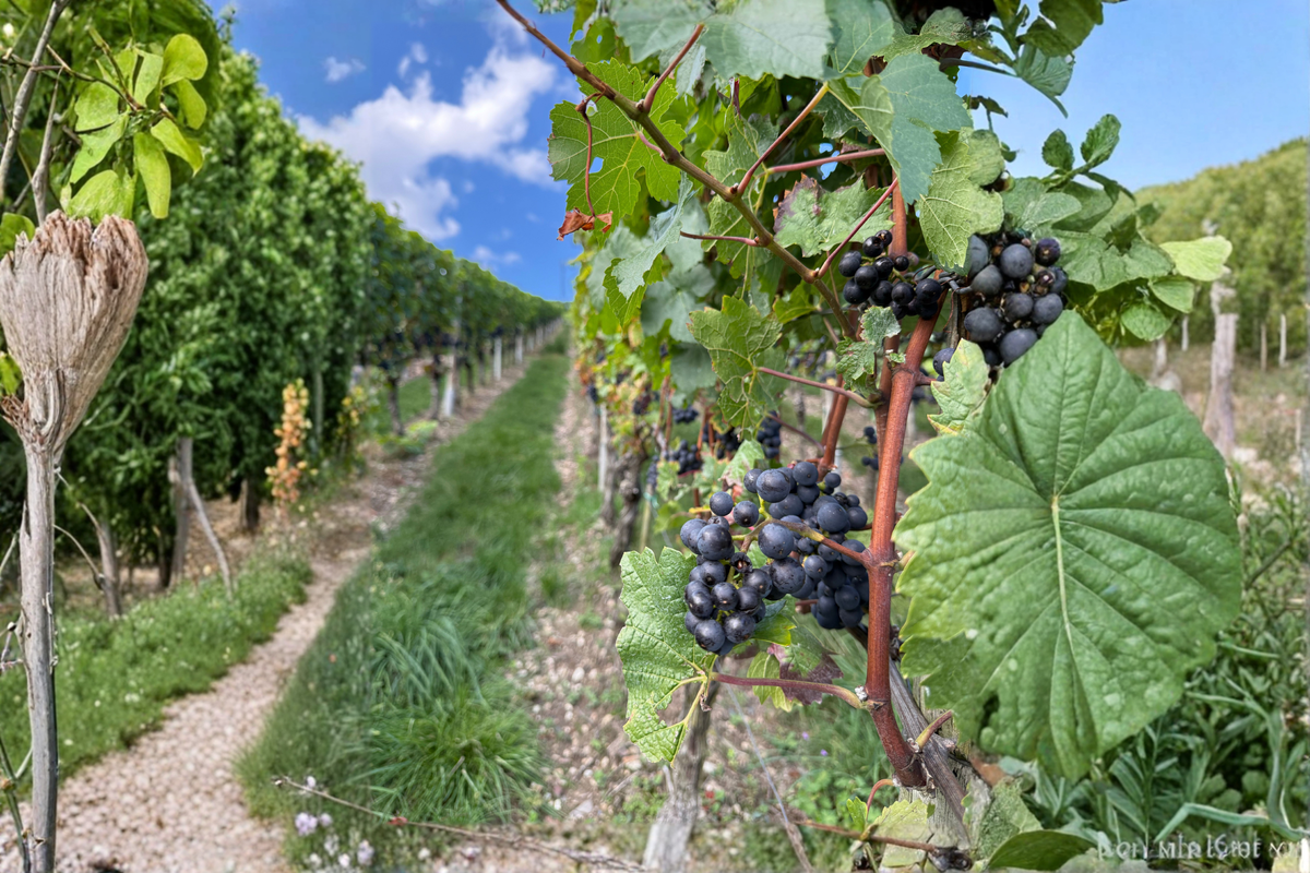 Southern Home Muscadine Grape Starter Plant | Vitis rotundifolia 'Southern Home' (1 Plant)