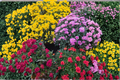 Garden Mum Chrysanthemum - Live Plant, 4-Inch Pot, Random Color