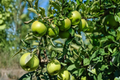 Granny Smith Apple Tree 4-6 ft - Live 4–6 ft Malus domestica ‘Granny Smith’