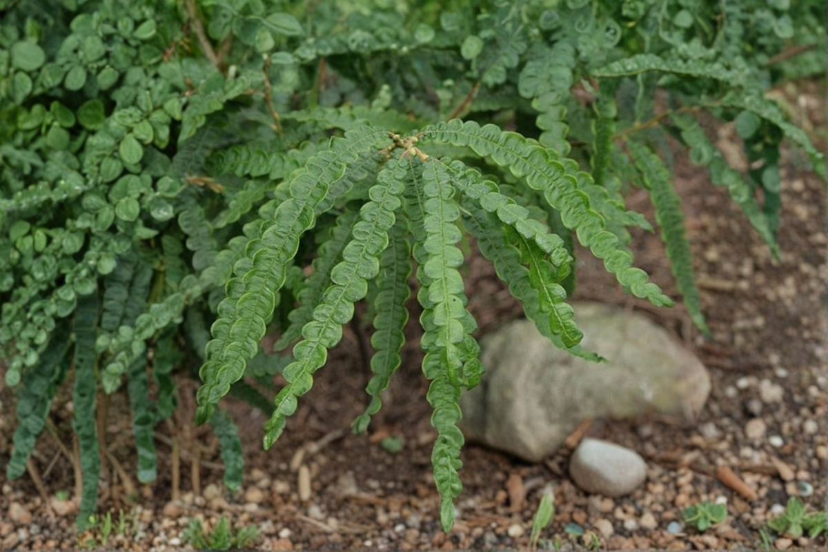 Sweet Fern Comptonia peregrina Live Plant 2-Gallon Pot