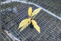 Philodendron Golden Serratum Marble | 4-Inch Potted Variegated Indoor Houseplant