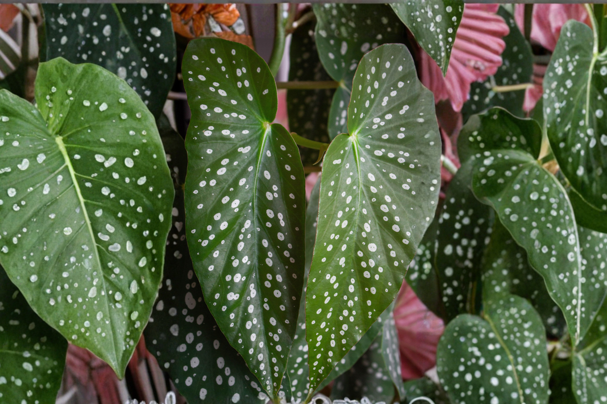 Angel Wing Begonia Starter Plants - Pack of 5 Live Assorted