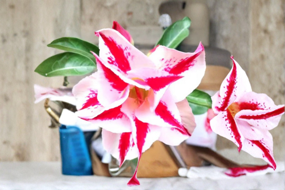Star Crown Desert Rose Seeds (Adenium Obesum) - Mixed Color, 10 Seeds