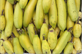 Truly Tiny Banana Live Starter Plug – Musa acuminata (3–6 inches)