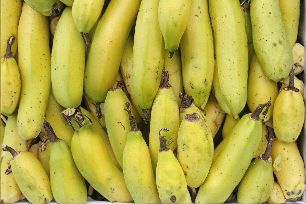 Truly Tiny Banana Live Starter Plug – Musa acuminata (3–6 inches)