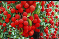 Mauritius Lychee Tree - Air Layered Live Plant ~3ft Tall, Litchi chinensis