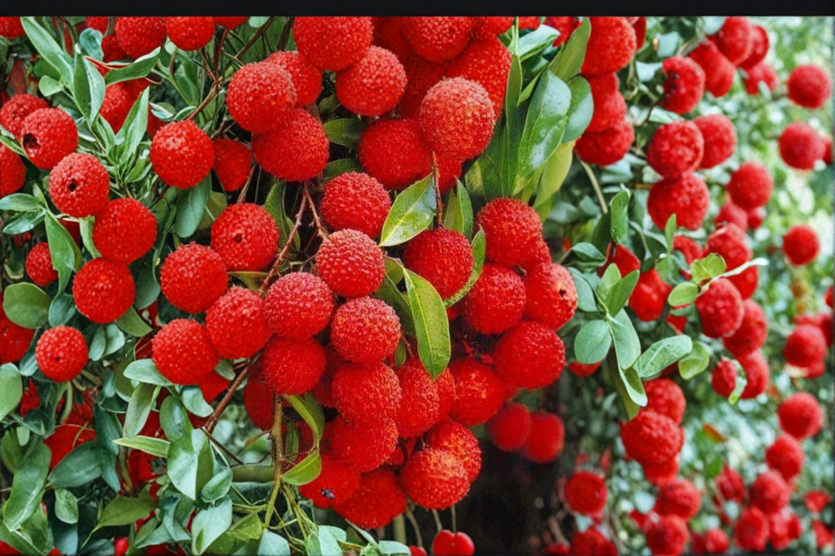 Mauritius Lychee Tree - Air Layered Live Plant ~3ft Tall, Litchi chinensis