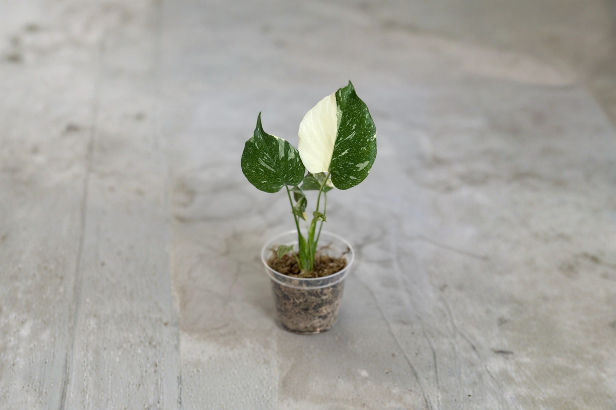 Monstera Thai Constellation — Rooted 3-4 inch Plant, Cream Variegated Indoor Houseplant