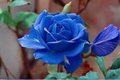 Midnight Blue Rose Seeds - 20 Fresh Seeds for Planting, Rare Purple-Blue Rose