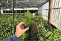 Aglaonema Thai Snowflake Live Starter Plants — 2 Potting-Size 2-Inch Nursery Starters