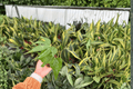 Anthurium pedatoradiatum Fingers Starter Plants – 2 Live Plants in 2-Inch Pots