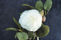 Japanese Camellia Pride of Descanso 3 Gallon - Pink Flowering Evergreen Shrub