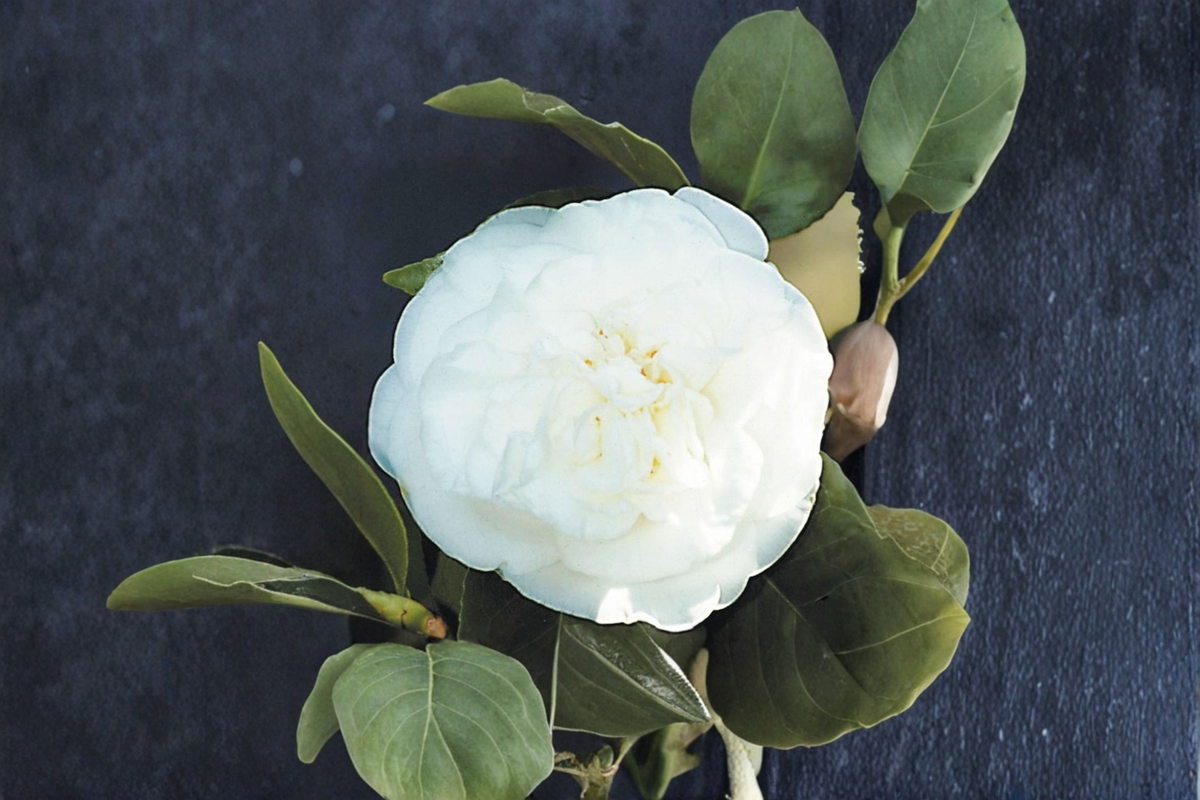 Japanese Camellia Pride of Descanso 3 Gallon - Pink Flowering Evergreen Shrub